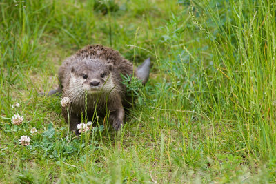 Loutre d'Inde