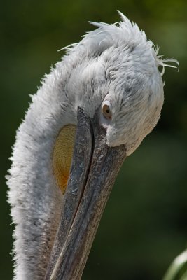Pelican Fris