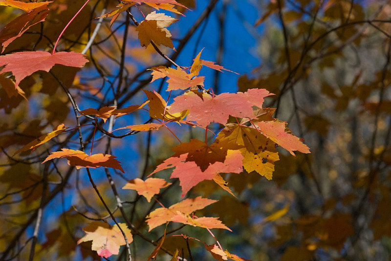 Rons  Leaves Edited