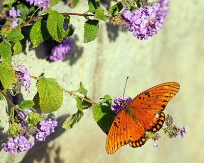 Butterfly_4932.jpg