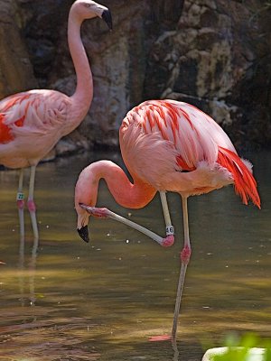 Zoo Flamingos