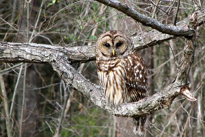Hoot Owl (Barred Owl)