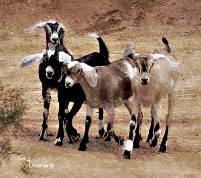 My Goat Kids