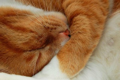 to sleep: perchance to dream...