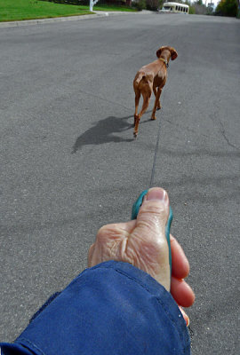 Leashed