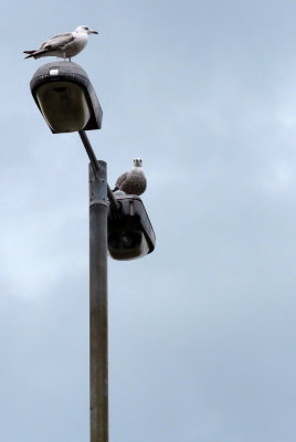 Street light with twin watchers