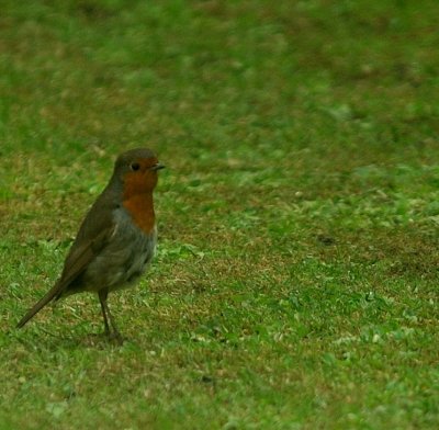 A worried neighbour