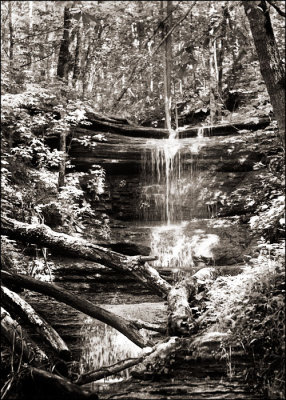 water in the woods