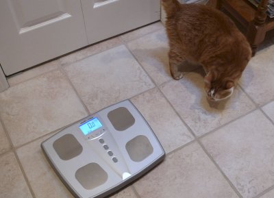 Scale Anxiety (Heavy)