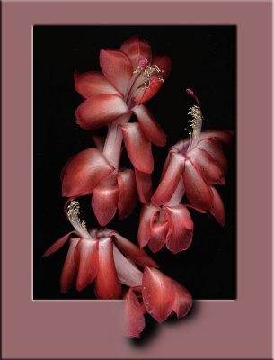 Out of Frame Flowers