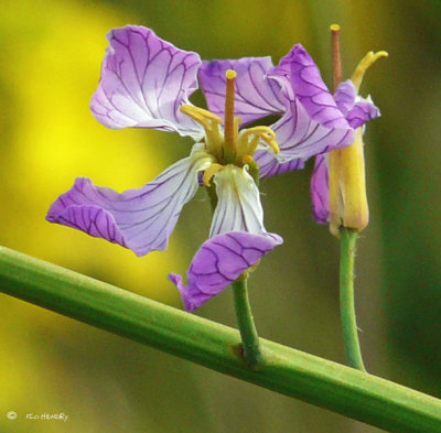 Wildflower