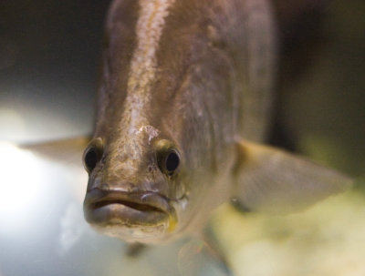 03-22-2006-[IMG_8898-aquarium].jpg