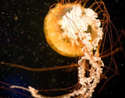 03-22-2006-[IMG_8920-aquarium].jpg