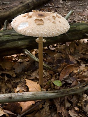 Parasol (Lepiota procera) (9/14/08)