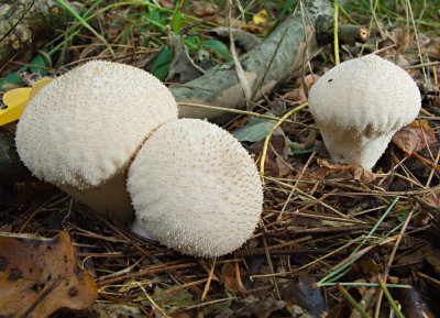 Gem studded puffballs (Lycoperdon perlatum) (9/14/08)
