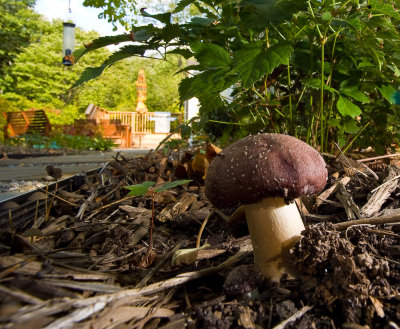 Another backyard spotted bolete (Boletus affinis) (10/5/08)