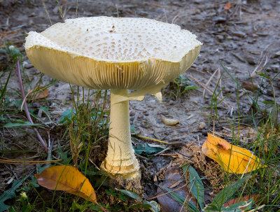 Yellow patches (Amanita flavoconia) (10/18/08)