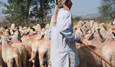 Herding sheep (2/28/09)