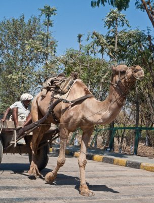 One camel power (2/28/09)