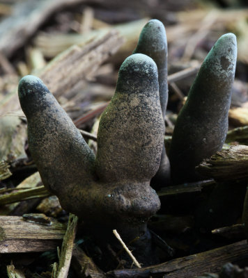 Dead Man's Fingers (Xylaria polymorpha) (6/14/09)