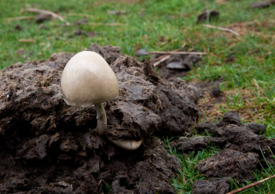 Unknown 'shroom on a cowpat, Dartmoor, UK (7/6/09)