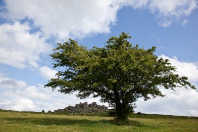 Hound Tor (7/6/09)