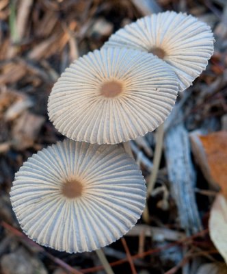 Japanese Umbrella Inky (Coprinus plicatilis) (8/15/09)