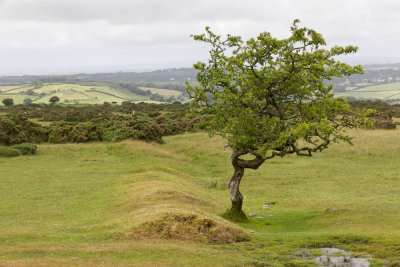 Ancient field boundary, below Ringmoor Down (7/16/10)