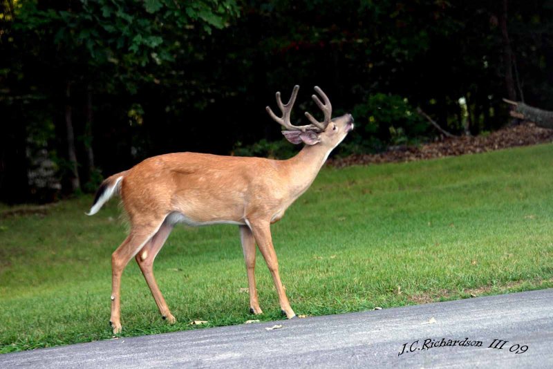 2009 Eight Point Buck Checking The Air