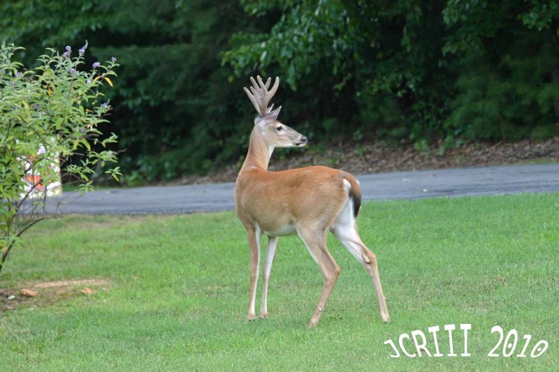 Six Point Buck
