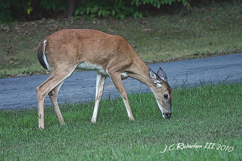 Doe In Yard