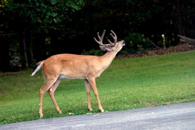 8 Point Buck in yard