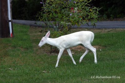 2009 White Fawn Around Eleven Weeks Old