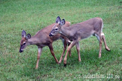 2009 Two Fawns