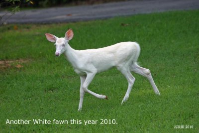 New 2010 White Fawn