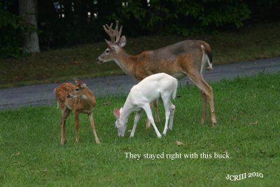 White Fawn & Brother or Sister with Buck