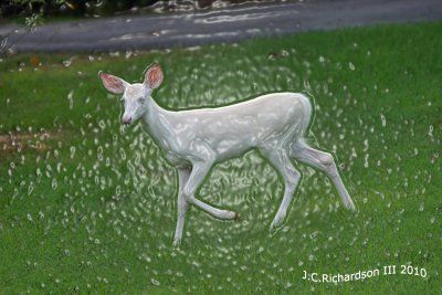 White Fawn with Adobe Photoshop