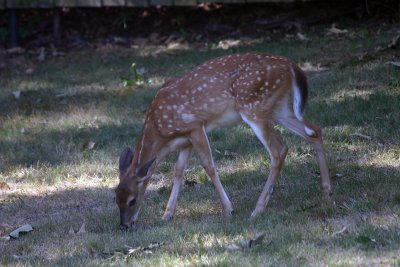 Deer In Yard