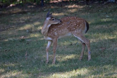 Deer In Yard