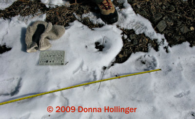 Beaver tracks near Chew