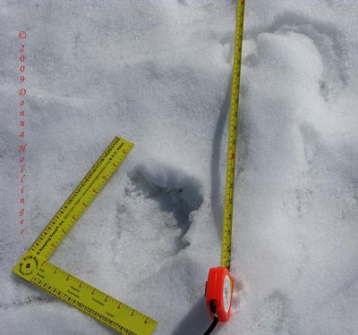 Beaver foot print 4.5 inches, 7 long