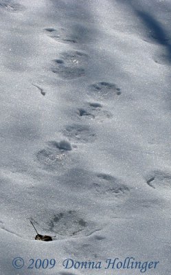 Beaver track with otter prints inside