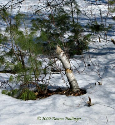 Birch Beaver Chew