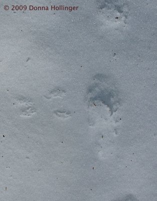 Squirrel track intersects fisher track