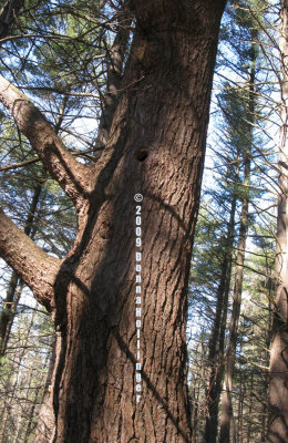 Tree with a perfect round hole