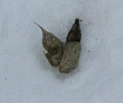 Coyote scat