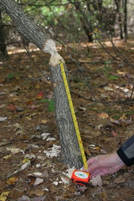 Recent Beaver chew on swamp white oak