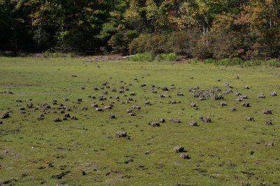 Hummocks on bed of dried pond