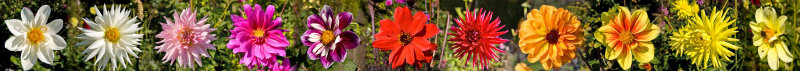 Dahlias