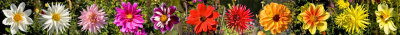 Dahlias